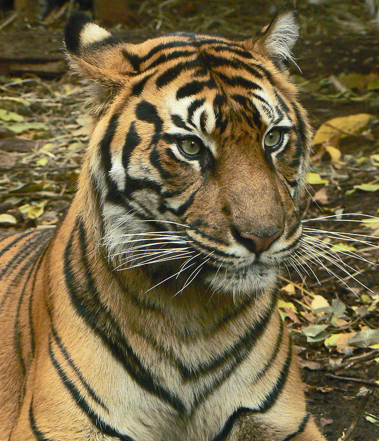 Tiger Photograph - Sumatran Tiger Mother Watching Cubs by Margaret Saheed