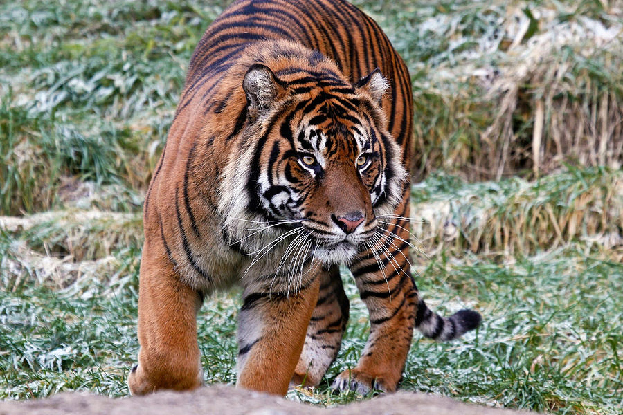 Sumatran Tiger On The Prowl Photograph by Athena Mckinzie