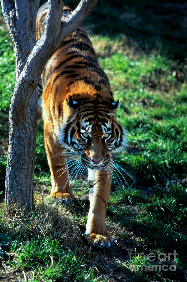 Sumatran Tiger Panthera Tigris Sumatrae Photograph by Gregory G. Dimijian, M.D.