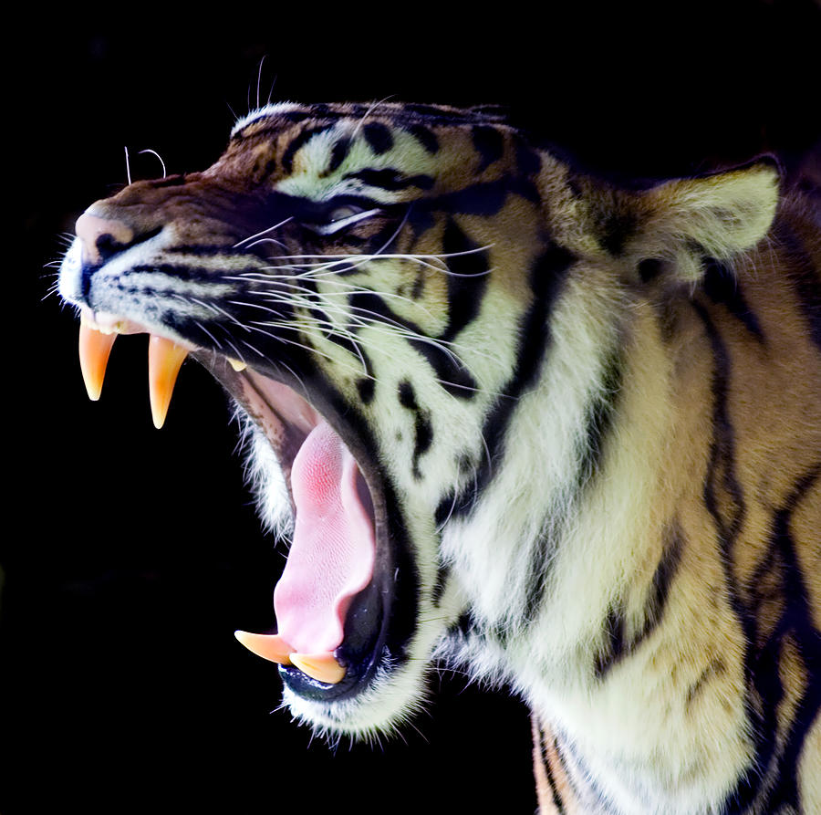Sumatran Tiger roaring at Welsh Mountain Zoo Photograph by Photo by Steve Wilson