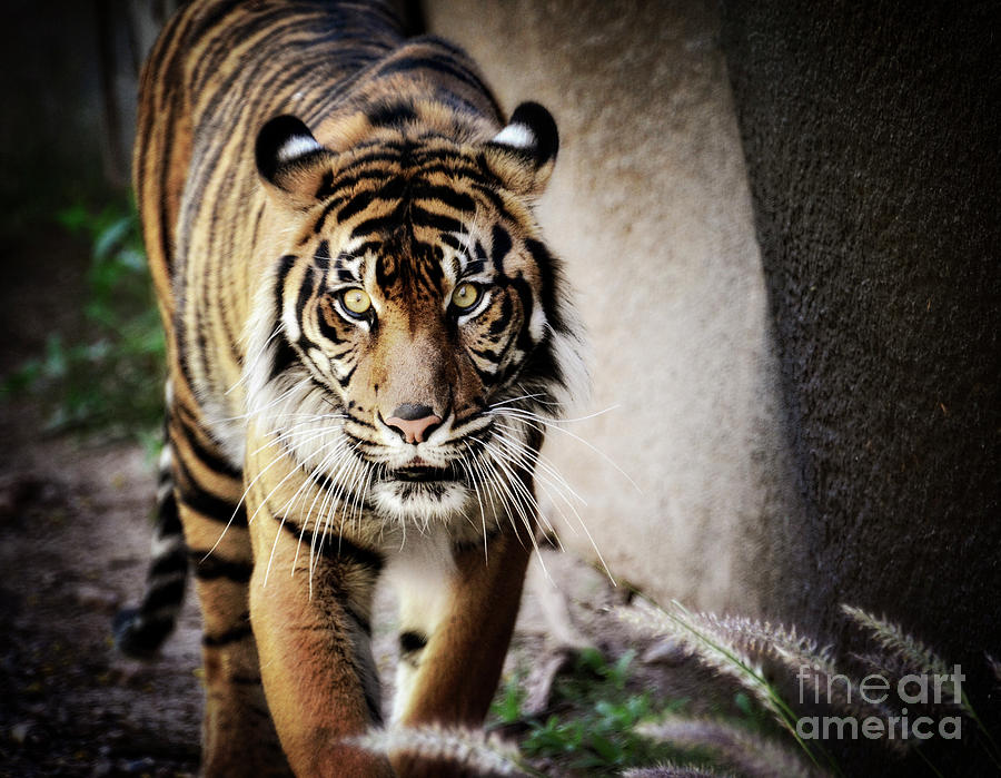 Sumatran Tiger  Photograph by Saija Lehtonen