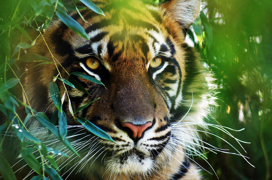 Sumatran Tiger Photograph by Sara Fansler - Fine Art America