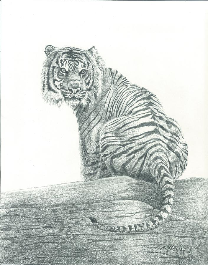 Sumatran Tiger Drawing by Sarah Bevard