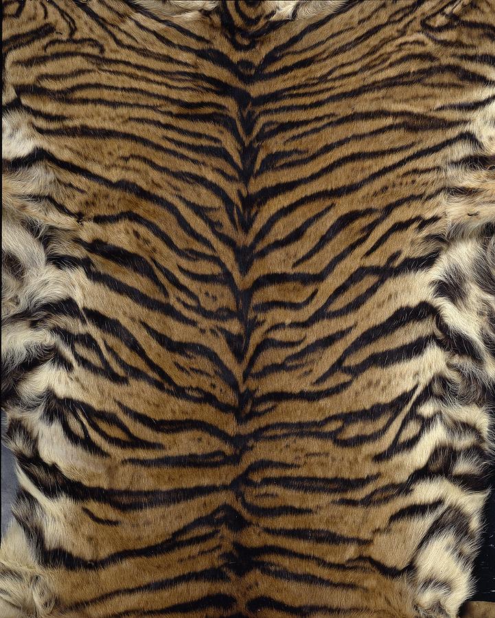 Sumatran tiger skin Photograph by Science Photo Library