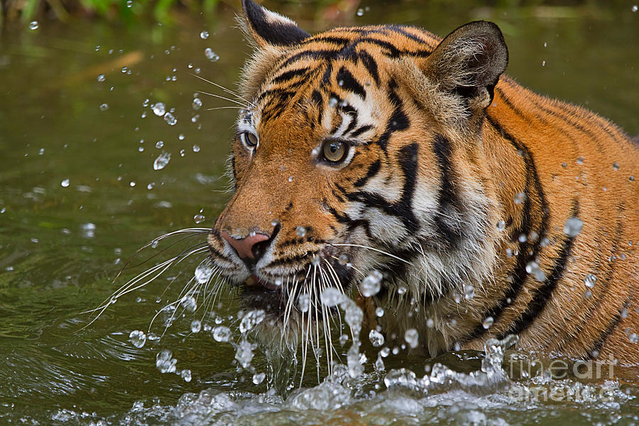 Sumatran Tiger Splashing in the Water Photograph by Louise Heusinkveld
