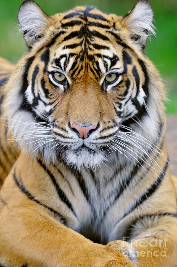Sumatran Tiger Photograph by Thomas and Pat Leeson