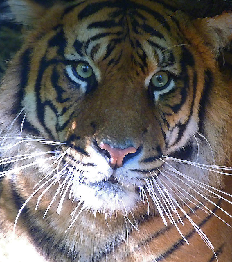 Tiger Photograph - Sumatran Tiger Whiskers by Margaret Saheed