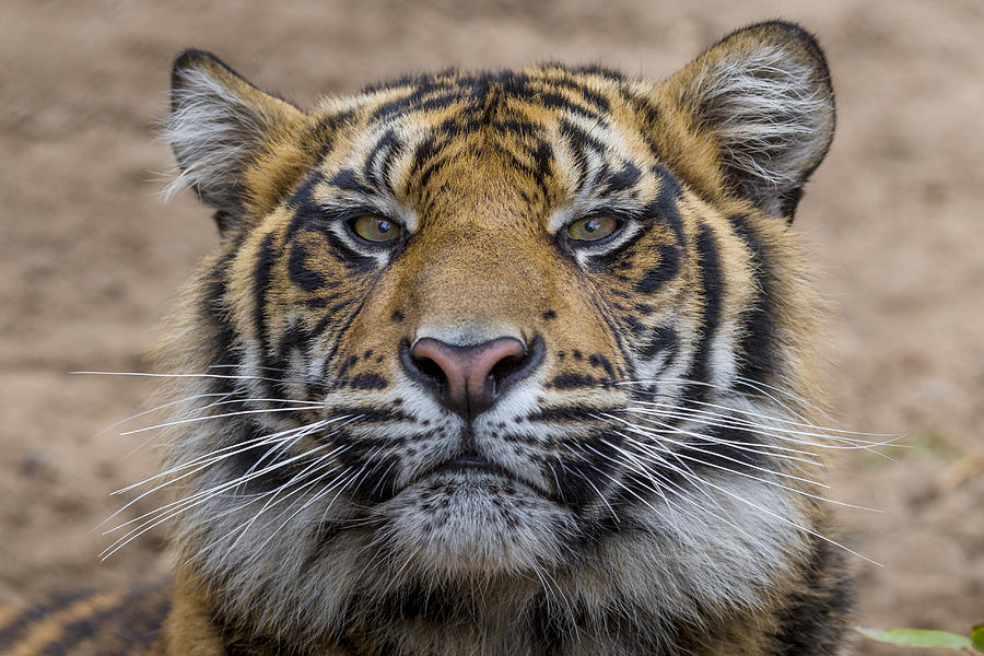Sumatran Tiger Photograph by Zssd