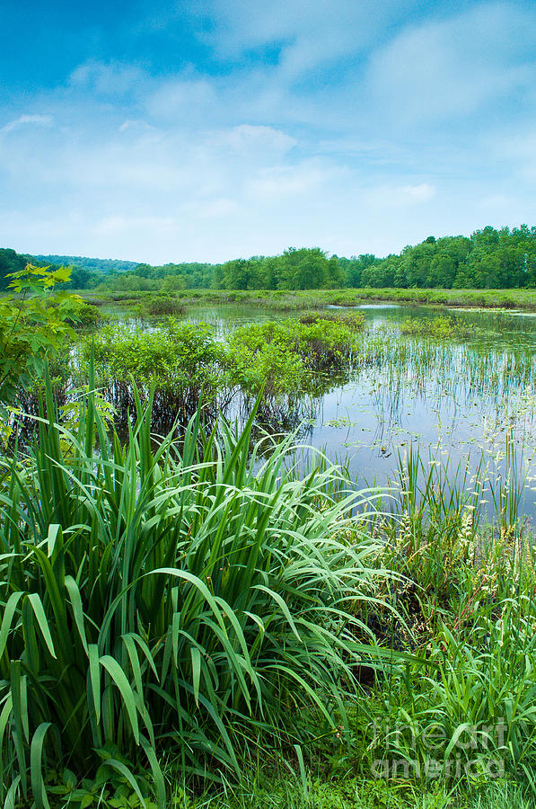Summer - Swamplands of Haddam Meadows Photograph by JG Coleman