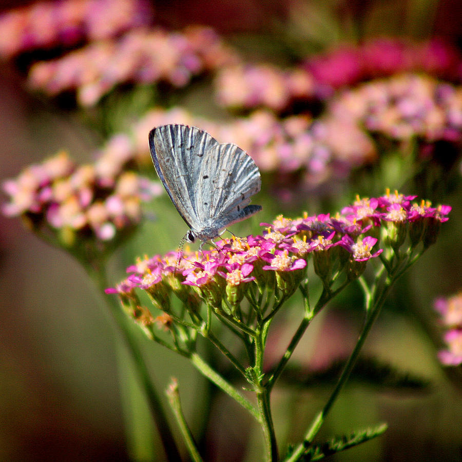 Summer Azure Butterfly on Yarrow Photograph by Karen Adams