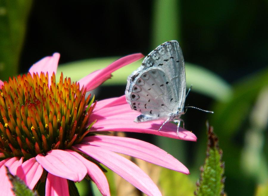 Butterfly Photograph - Summer Azure by Terri Waselchuk