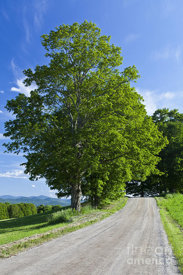 Summer Backroad Photograph by Alan L Graham