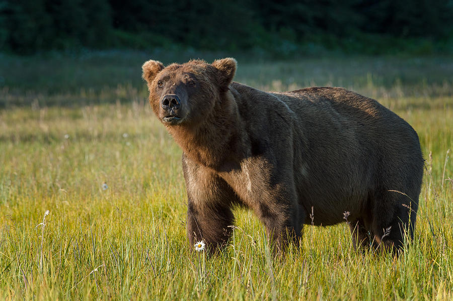 Summer Bear Photograph by Cheryl Schneider - Fine Art America