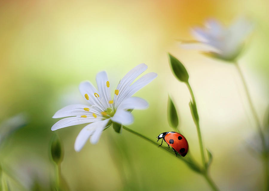 Summer Beauties Photograph by Mandy Disher