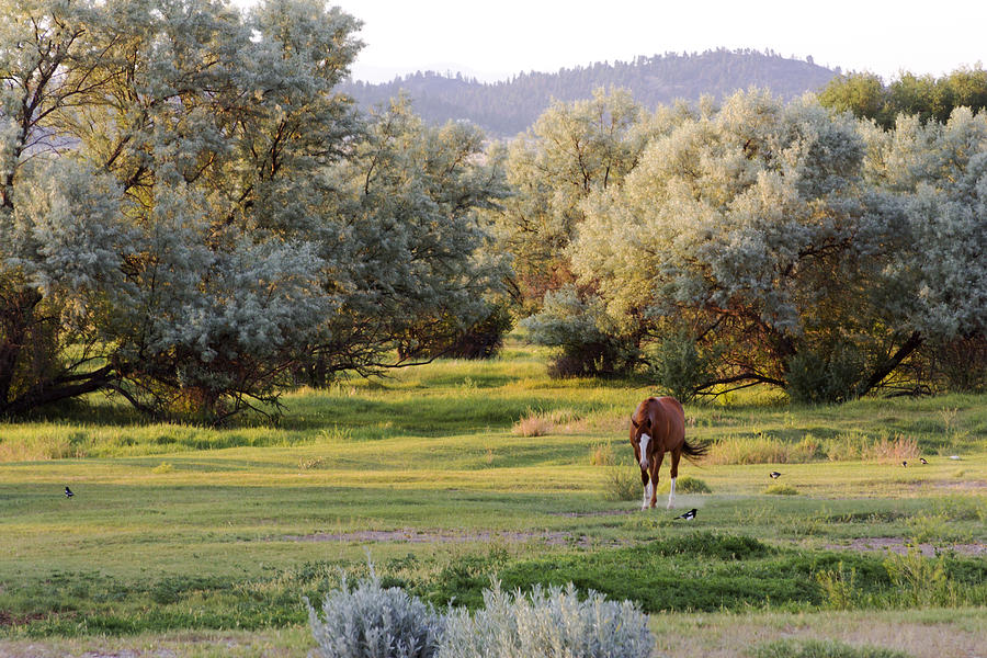 Horse Photograph - Summer Beauty by Dana Moyer