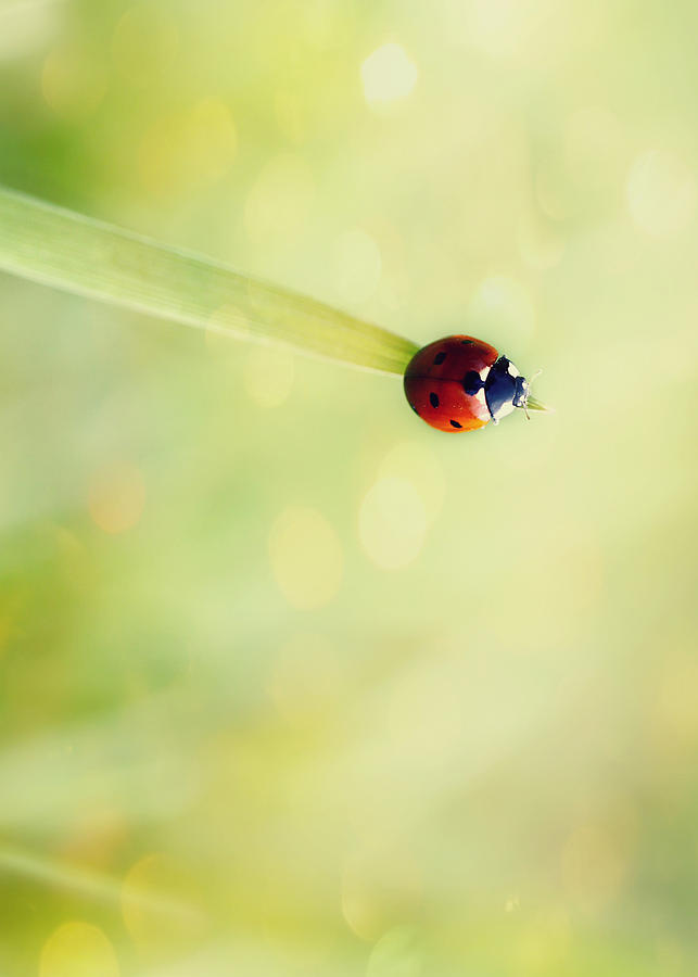 Ladybug Photograph - Summer Beauty by Melanie Lankford Photography