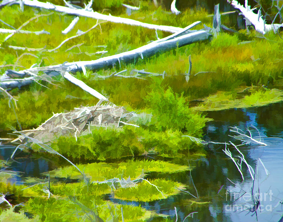 Summer Beaver Pond Digital Art by L J Oakes