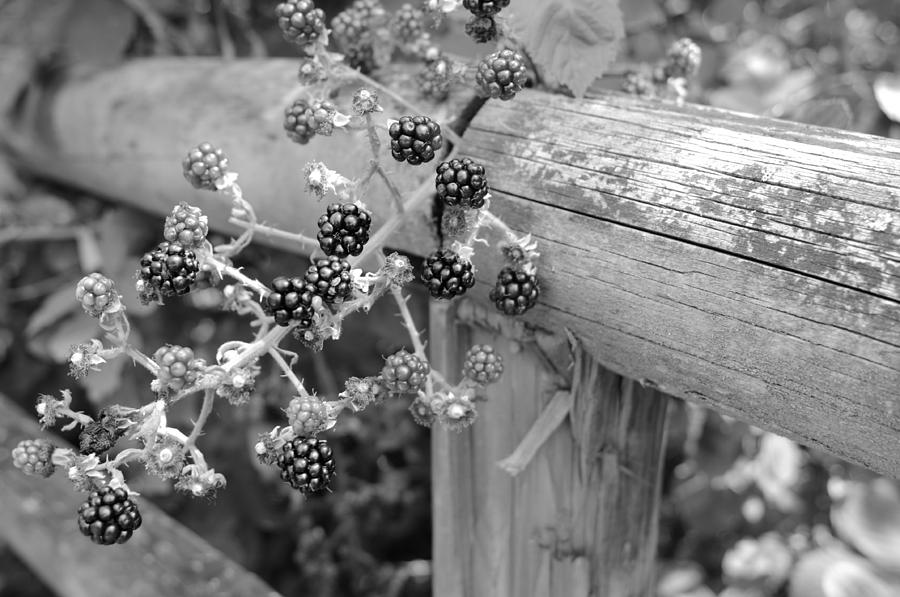 Summer Berries Photograph by Miguel Winterpacht