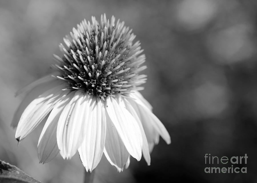 Summer Black and White Photograph by Mary Haber