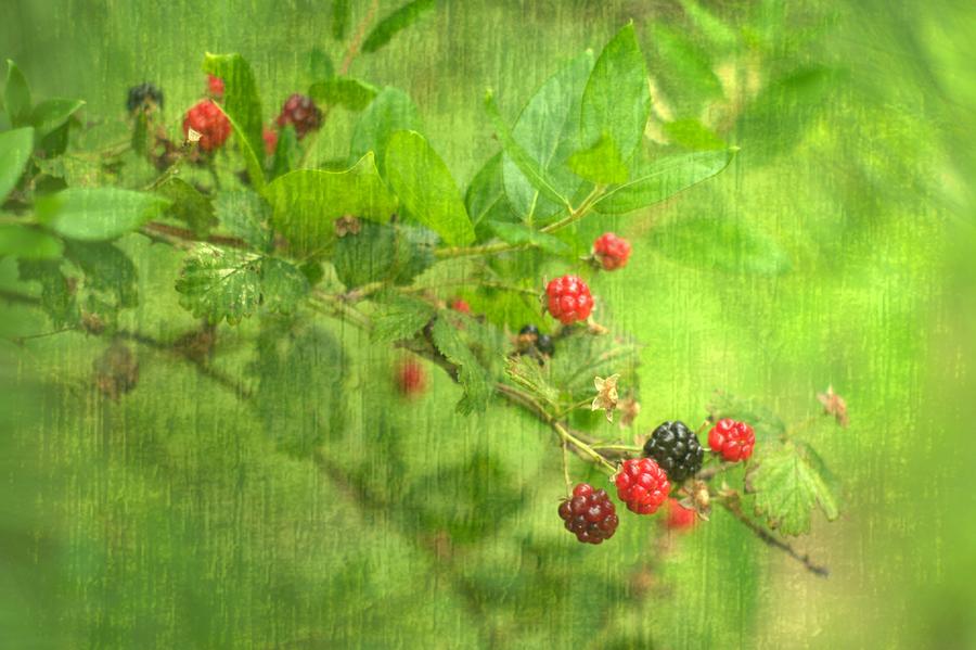 Summer Blackberry Cane Photograph by Suzanne Powers