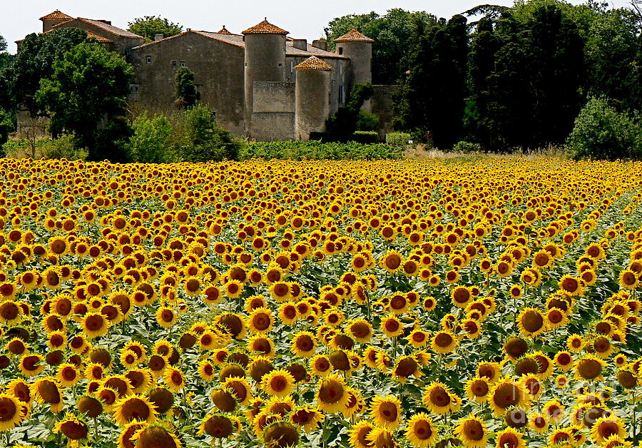 Sunflower Photograph - Summer Bliss by France  Art