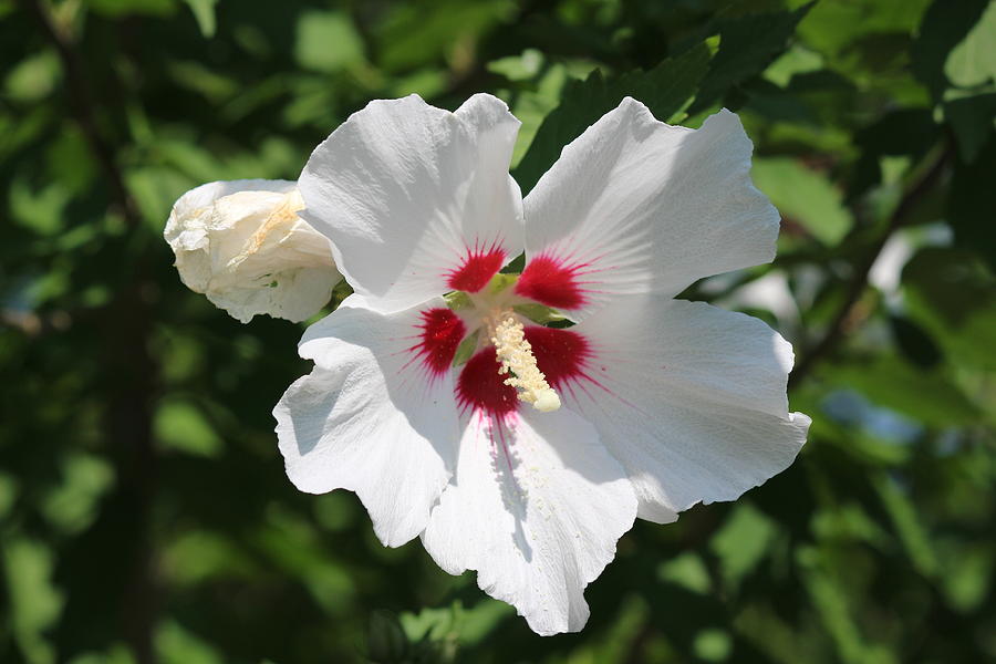 Summer bloom Photograph by Amy Coomber Eberhardt - Fine Art America