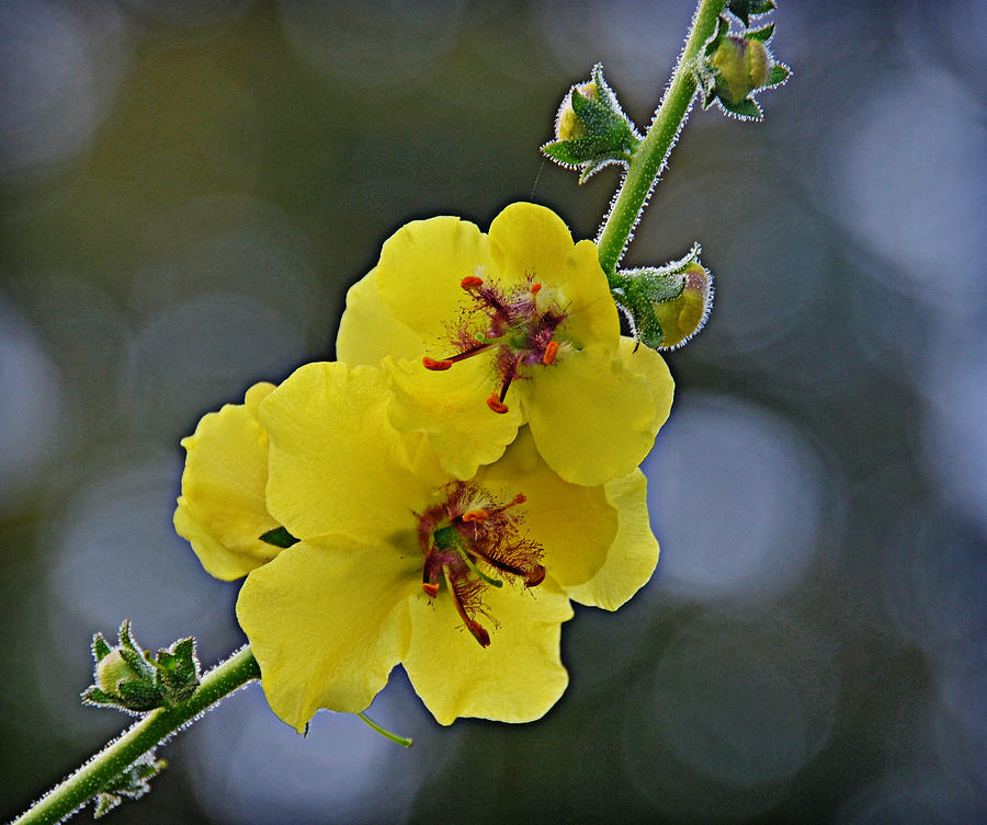 Summer Blossoms Photograph by Linda Brown