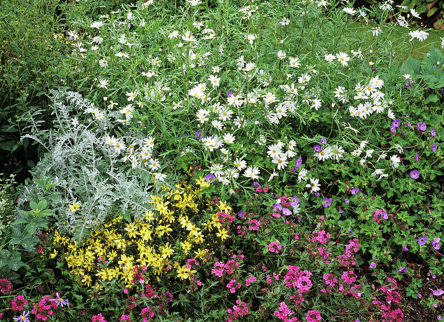 Summer Photograph - Summer Border by Geoff Kidd/science Photo Library