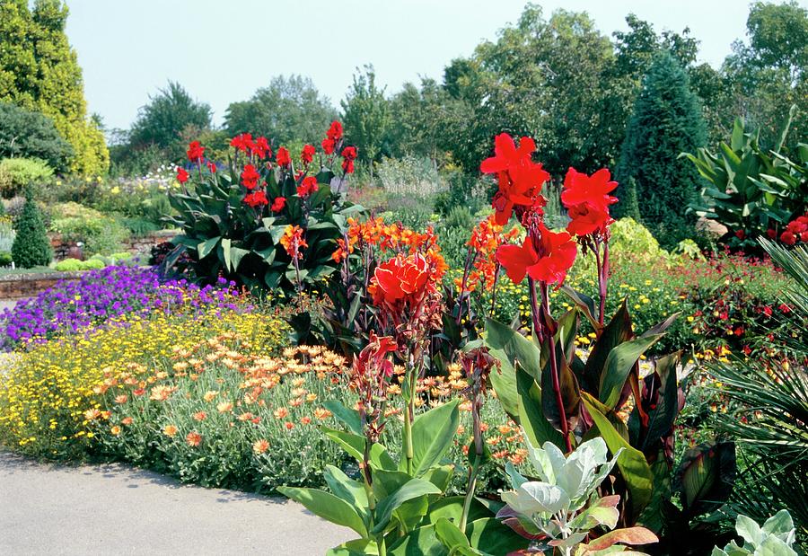 Summer Border Photograph by T P Whitworth/science Photo Library