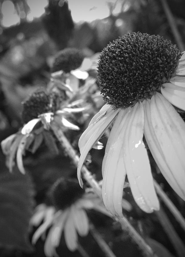 Summer bouquet BW Photograph by Photographic Arts And Design Studio