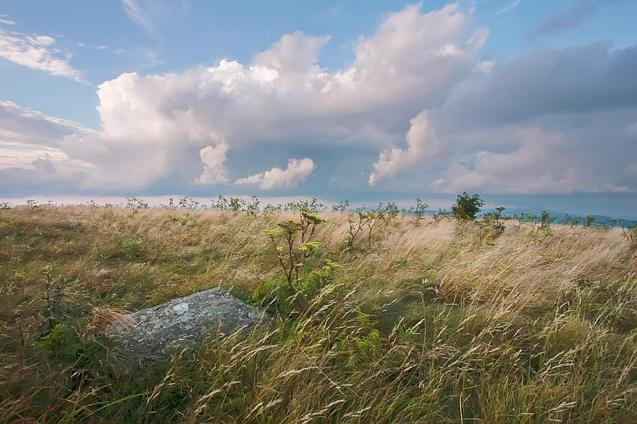 Roan Highlands Photograph - Summer Breeze at Roan Mountain by Keith Clontz