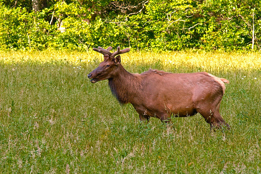 Summer Bull Elk Photograph by Mary Almond