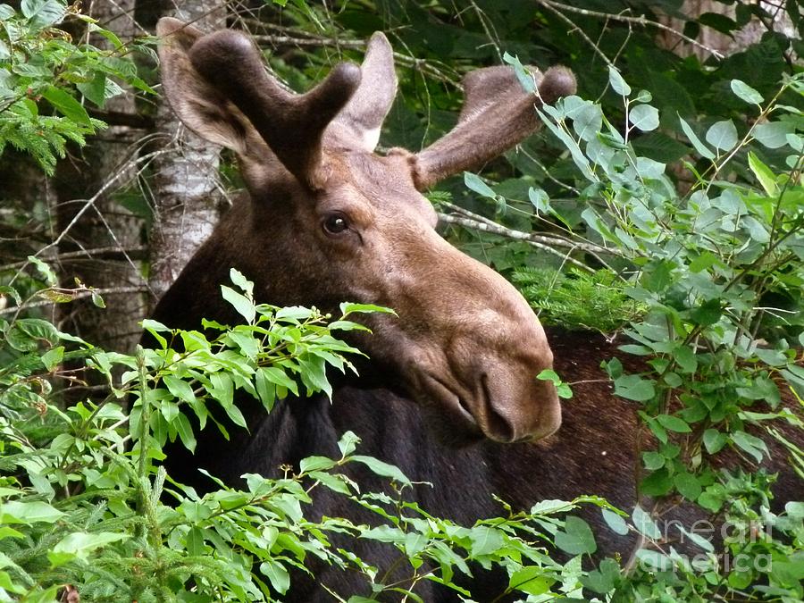 Moose Photograph - Summer Bull Moose by Christine Stack Moose Photograph - Summer Bull Moose by Christine Stack