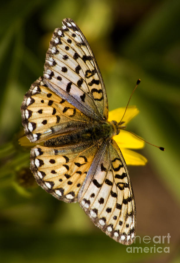 Summer Butterfly Photograph