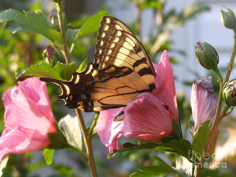 Butterfly Photograph - Summer Butterfly by LeLa Becker