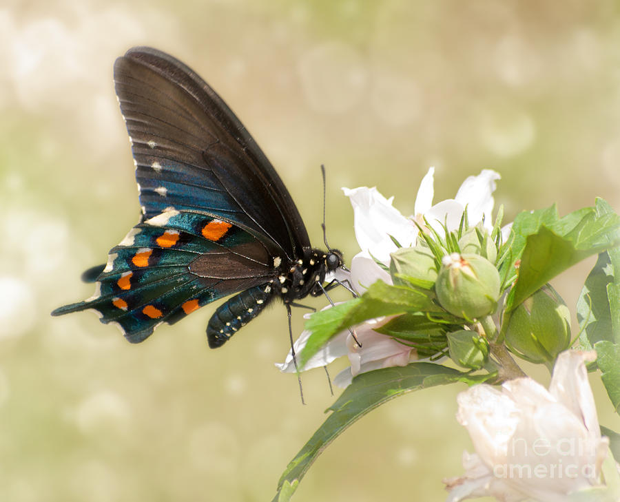 Summer Butterfly Photograph by Sari ONeal