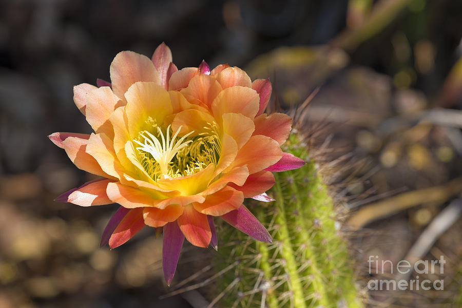 Summer Cactus Bloom Photograph by James L Davidson