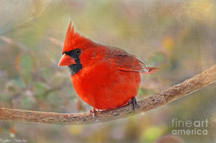 Summer Cardinal Photograph by Debbie Portwood