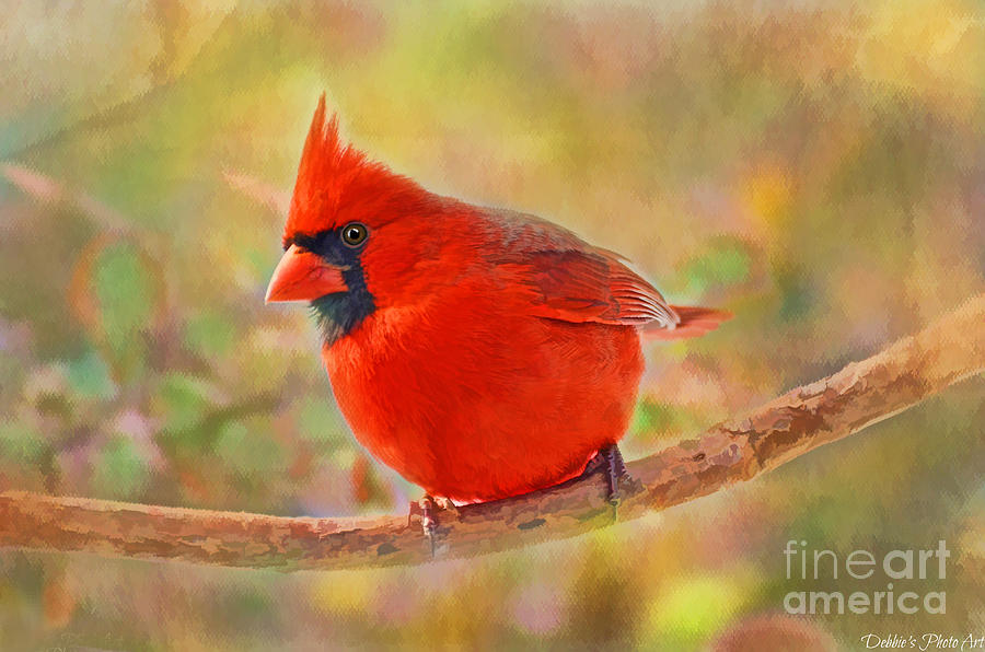 Summer Cardinal - Digital Paint Photograph by Debbie Portwood