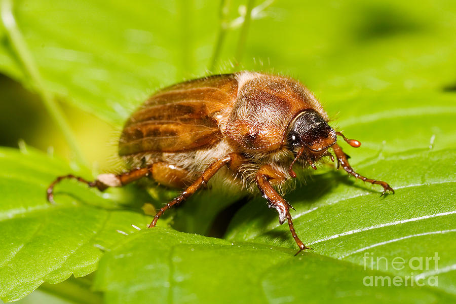 Summer Chafer Beetle Photograph by Frank Teigler