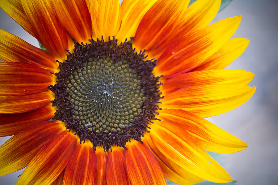 Summer Cheer - Sunflower - Casper Wyoming Photograph by Diane Mintle