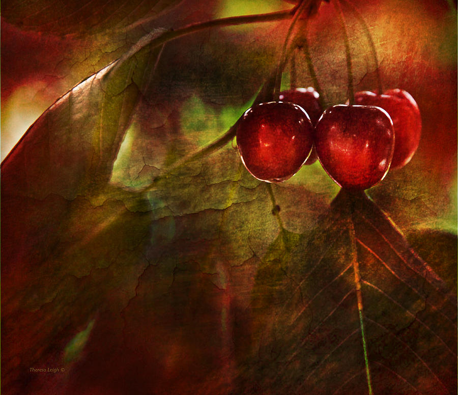 Summer Cherries 2 Photograph by Theresa Tahara