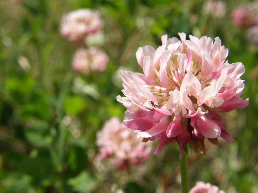 Summer Clover Photograph by Sarah Hare - Fine Art America