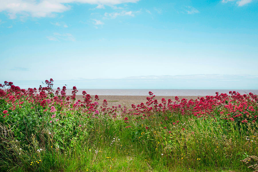 Paradise Photograph - Summer coastal scene by Tom Gowanlock