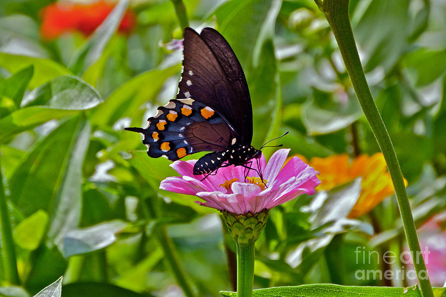Summer Color Splash -- Butterfly And Blossoms Photograph by Byron Varvarigos