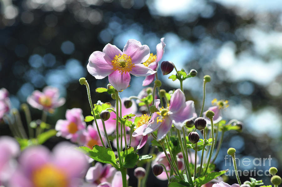 Summer Colours Anemone  flowers Photograph by Elaine Manley