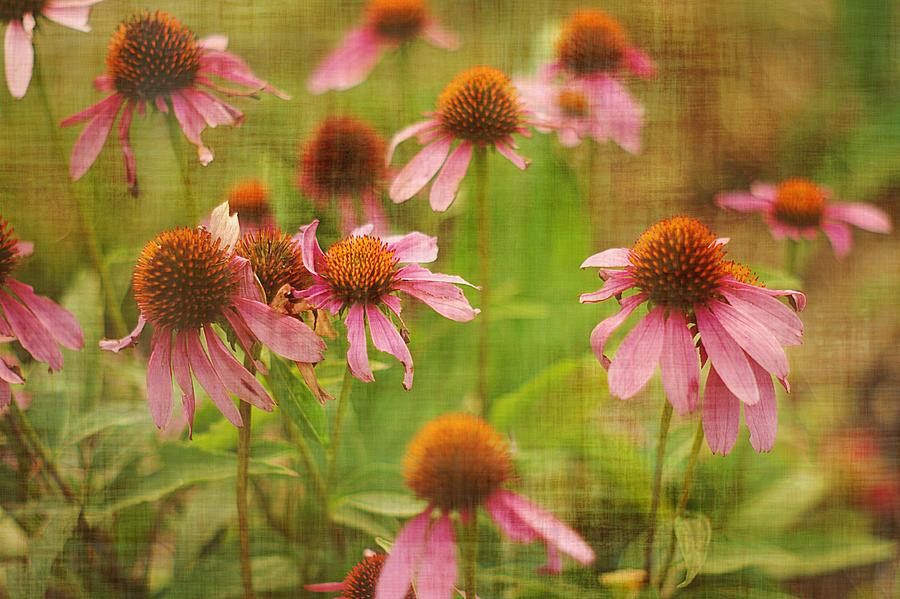 Summer Cone Flowers Photograph by Suzanne Powers