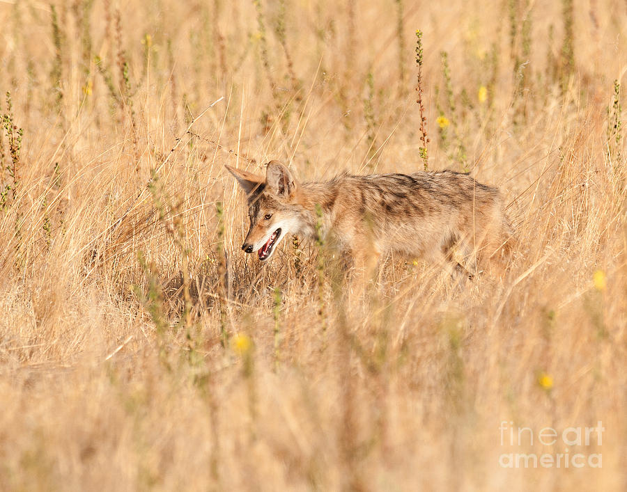 Summer Coyote Photograph by Dennis Hammer