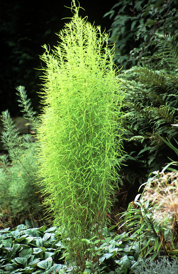 Summer Cypress (kochia Scoparia) Photograph by Archie Young/science