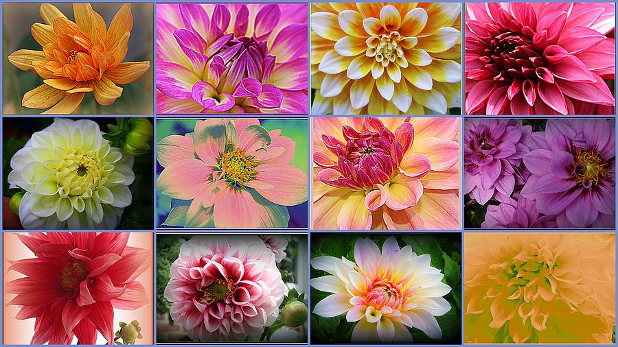 Flower Photograph - Summer Time Dahlias - A collage by Dora Sofia Caputo